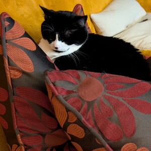 Fundraising Page: Diana DeRosa